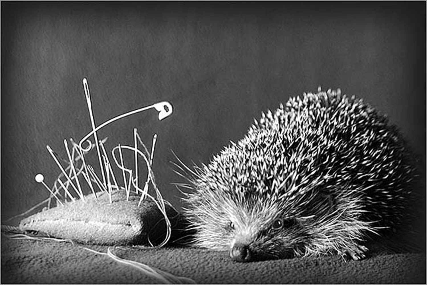 Ежик Колючка Картинки — Картинки фотографии