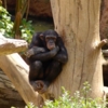 Шимпанзе-мыслитель