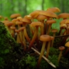 Община маленьких грибов