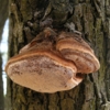 гриб на дереве