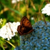 Бабочка и Цветок