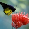 бабочка-парусник из малазии