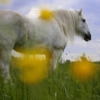 солнечный конь