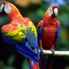 2 попугайчика