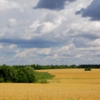 В поле колосится спелая пшеница