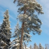 Великан