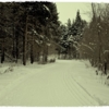 дорога в зимнем лесу....