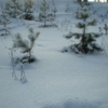 сосенки в снегу)