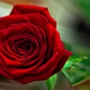 Роза...Красная