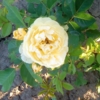 Желтая роза)