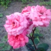 Розовые розы)