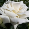 Белые розы..