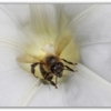 пчелка в белом...
