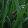 pretty ladybird