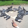 Сердечко для голубей