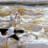 Хор пеликанов и река