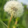 Одуванчик мой