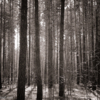Сумеречный лес