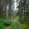 Лесная дорога