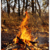 Костер в осеннем лесу
