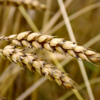 наливается пшеница