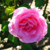 Калифорнийская роза