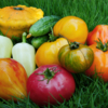 Огородные плоды