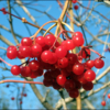 Viburnum opulus