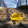 Осенний лист на мосту