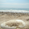 морские камни