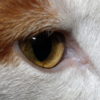 Глаз рыжего