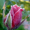 сахарная роза