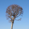 одинокое  дерево