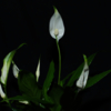 Spathiphyllum