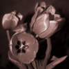Тюльпаны в сепии