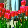 Тюльпаны Нью-Йорка