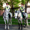Полицейские кони