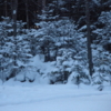зимой почти весь лес непроходим