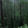хвойный лес