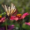 Papilio machaon