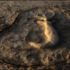 Песчаная нимфа