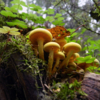 Hypholoma fasciculare