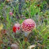 лесные красавцы