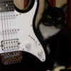 Кот и гитара.