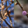 шишки лиственницы зимой и весной
