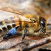 Пчела с пыльцой 