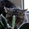 Кактусовый кот