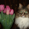 тюльпаны и кот