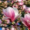 Цветут магнолии...