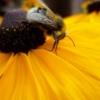 Шмель с Цветочка